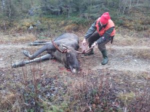 koirattomienjahdista-scaled