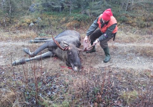 koirattomienjahdista-scaled